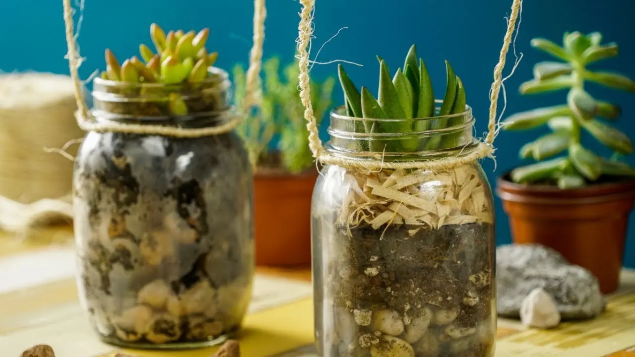como cultivar plantas en frascos de vidrio - Cómo cuidar las plantas en frascos de cristal