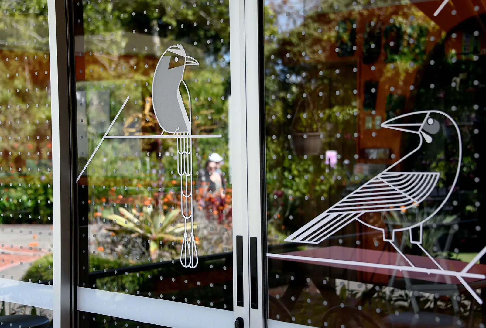 porque las palomas se chocan los vidrios - Cómo evitar que las aves choquen en las ventanas