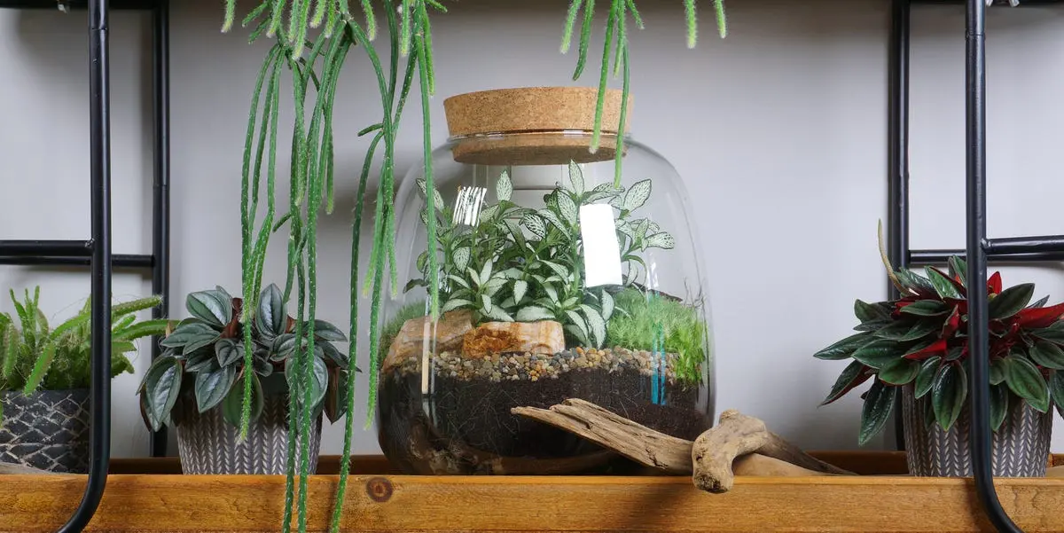 ecosistema en frasco de vidrio - Cómo funciona un mini ecosistema