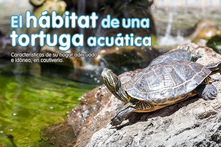 Guía Completa sobre Peceras de Vidrio para Tortugas: El Hogar Ideal - Cómo hacer un hábitat para tortugas de agua peceras de vidrio para tortugas - Cómo hacer un hábitat para tortugas de agua