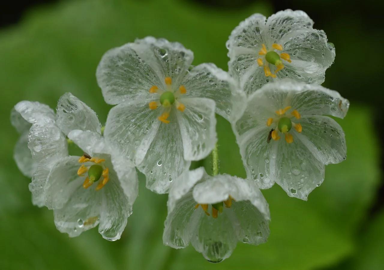 flor de vidrio planta - Cómo se llama la flor de cristal