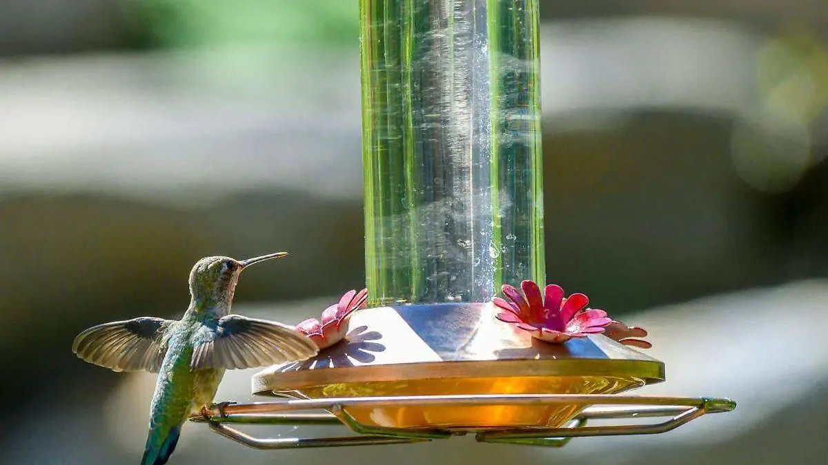 Bebedero Colibrí Vidrio: Guía Completa para Elegir y Cuidar el Mejor Alimentador - Cómo se prepara el agua para el bebedero de los colibríes bebedero colibri vidrio - Cómo se prepara el agua para el bebedero de los colibríes