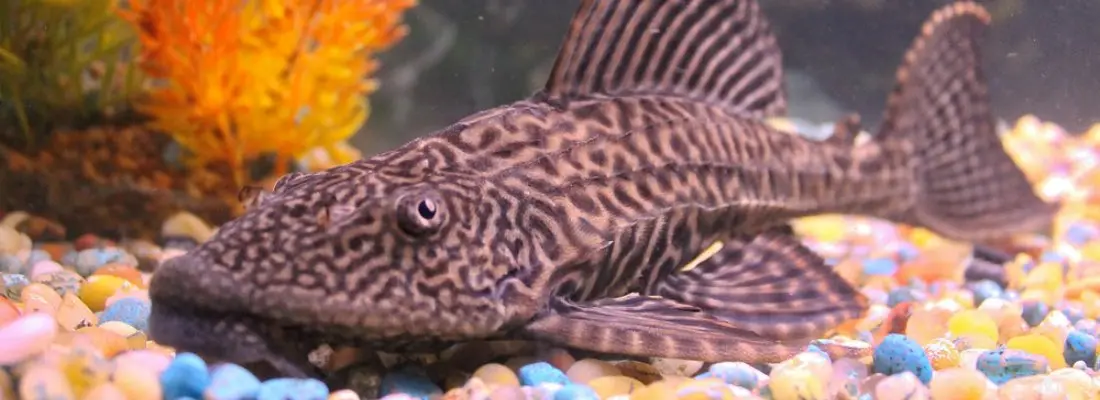 pez limpia vidrios acuario - Cuál es el mejor pez para limpiar peceras