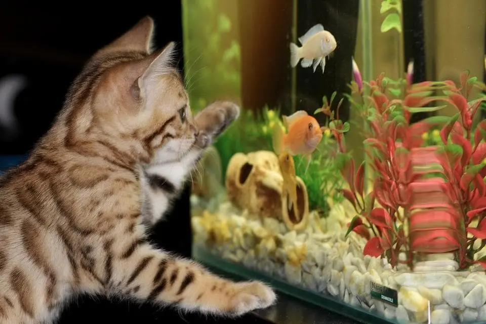 acuario vidrio - Dónde se debe colocar un acuario en casa