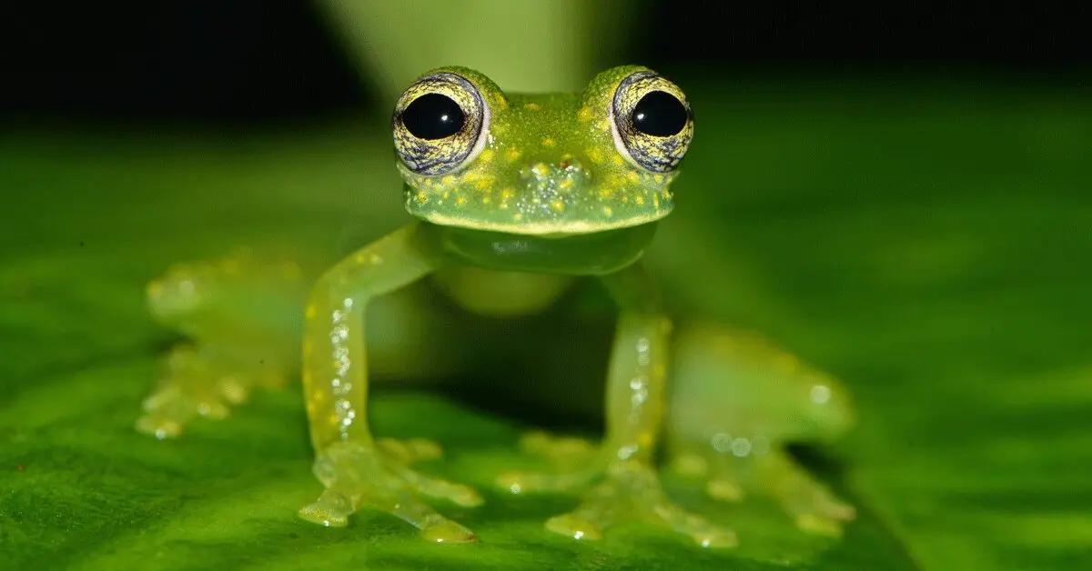rana de vidrio costa rica - Dónde se encuentra la rana de cristal
