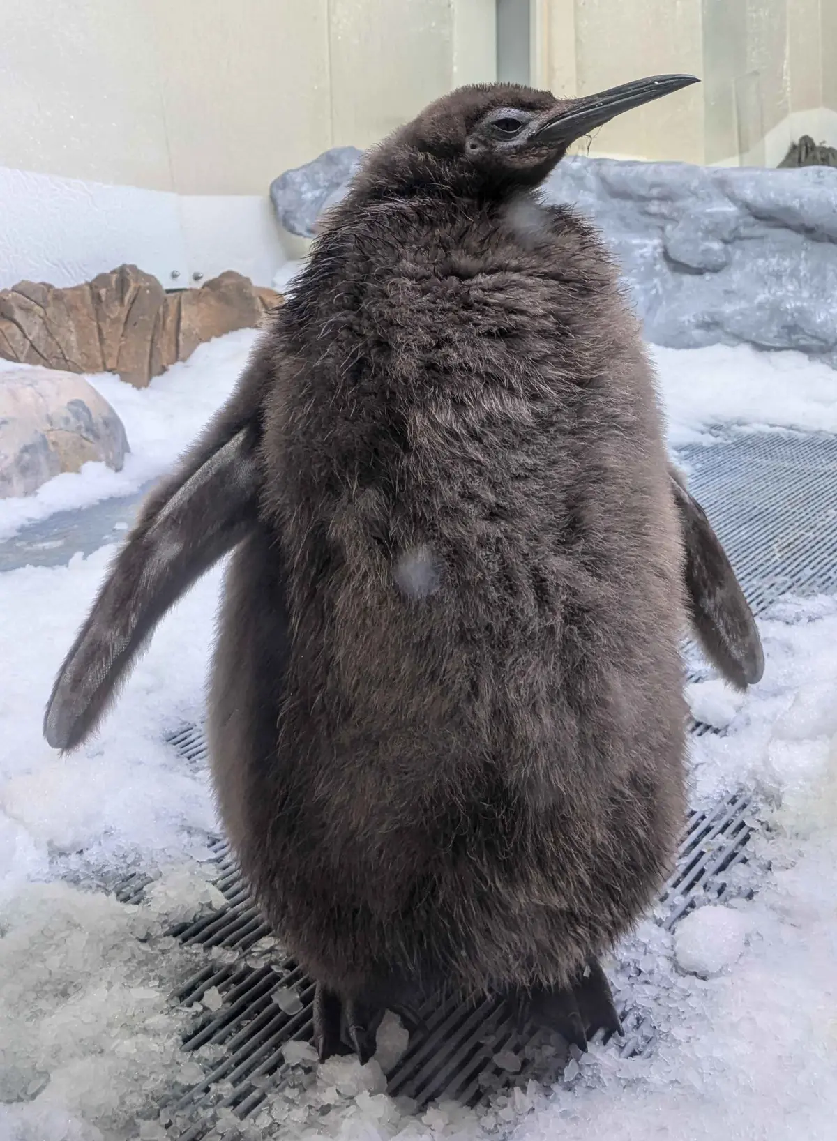 pinguino de vidrio - Dónde vive Pesto el pingüino