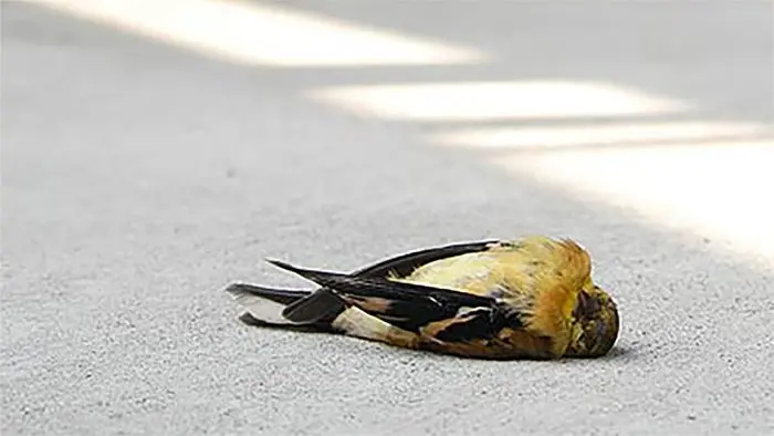 porque los pajaros pican los vidrios - Por qué los pájaros chocan con los vidrios