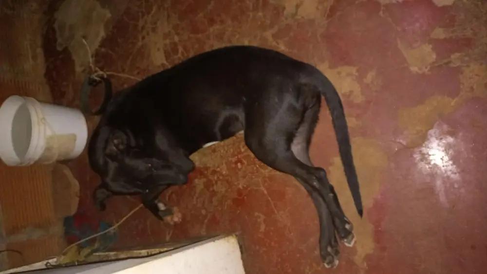 mi perro comio fibra de vidrio - Qué hacer si tu perro come aislamiento de fibra de vidrio