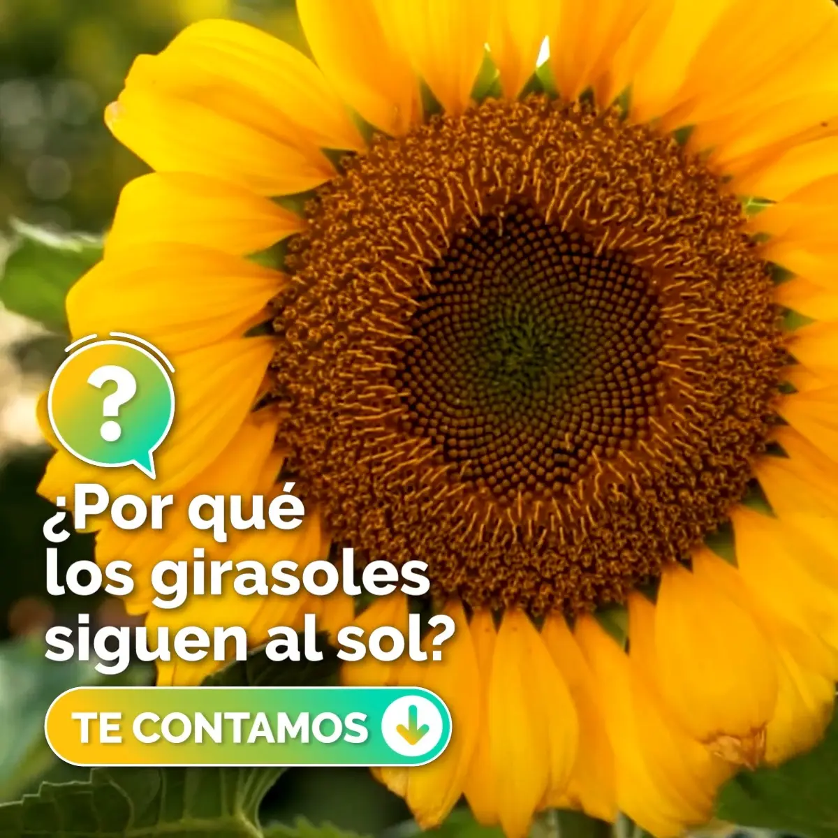 girasol en vidrio - Qué pasa con el girasol de día y de noche