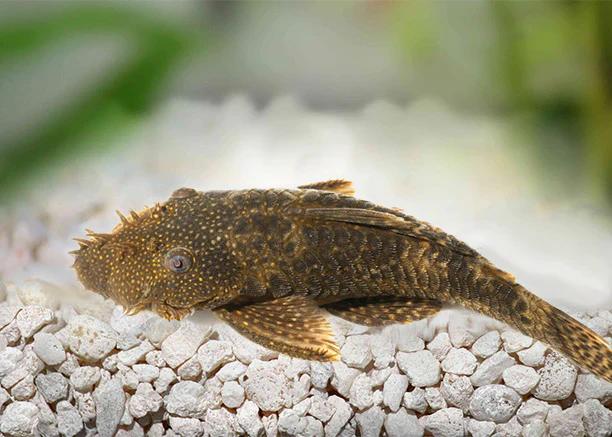 pez limpia vidrios acuario - Qué pez limpia el cristal