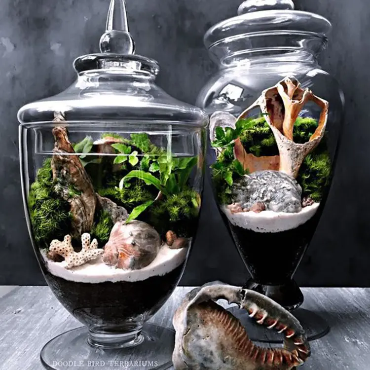miniecosistemas vidrio - Qué se necesita para hacer un mini terrario