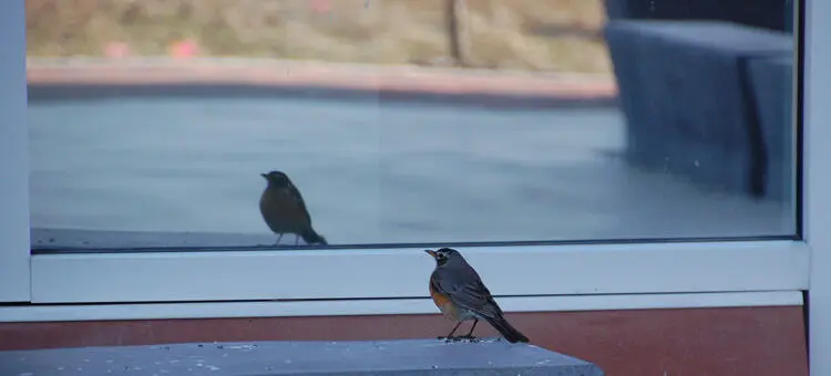 porque los pajaros pican los vidrios - Qué significa cuando un pájaro picotea tu ventana