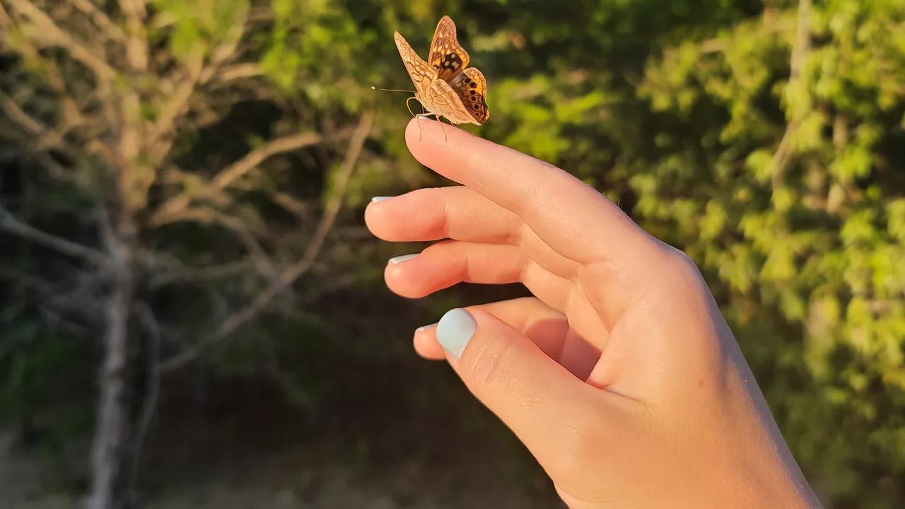 mariposa de vidrio - Qué significa una mariposa en la ventana de mi casa