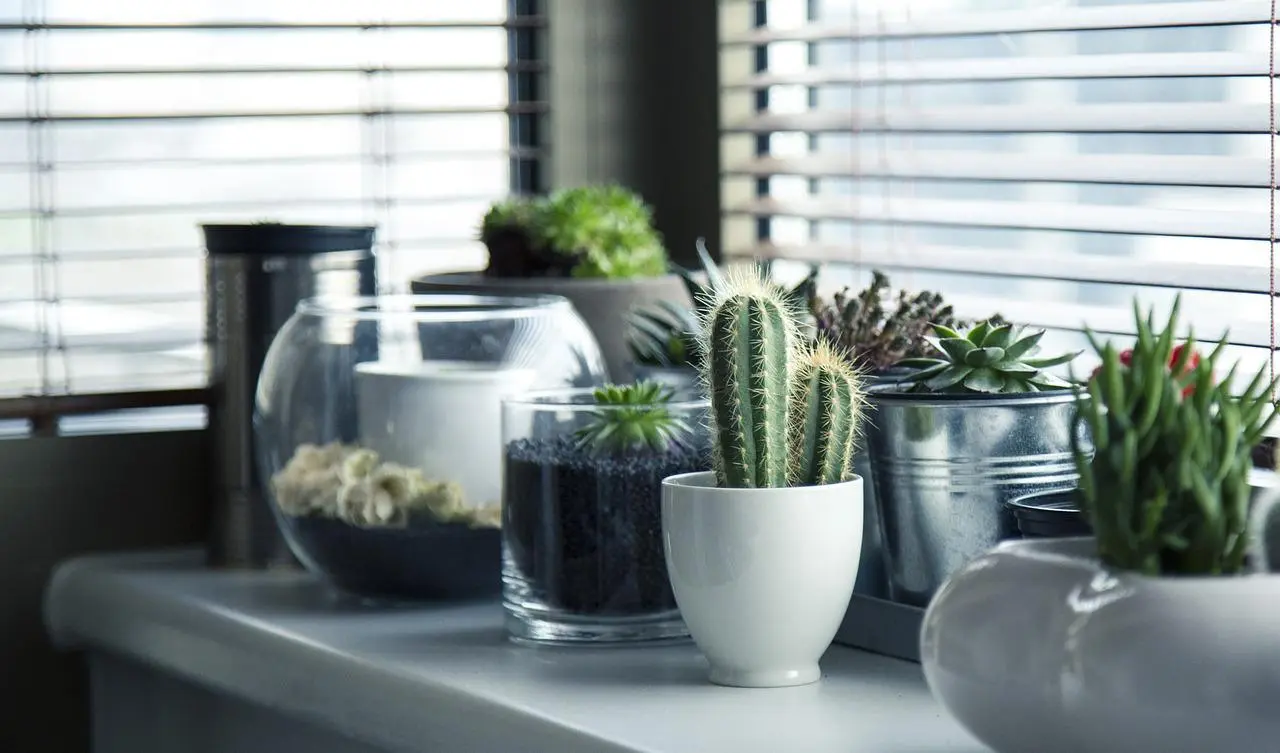 cactus de vidrio - Qué tipo de maceta es mejor para los cactus